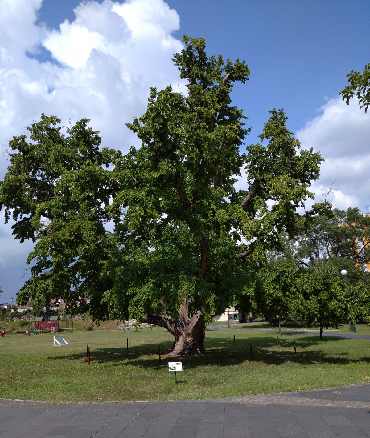 A több mint százéves törökmogyoró fa az Orczy-kastély kertjében