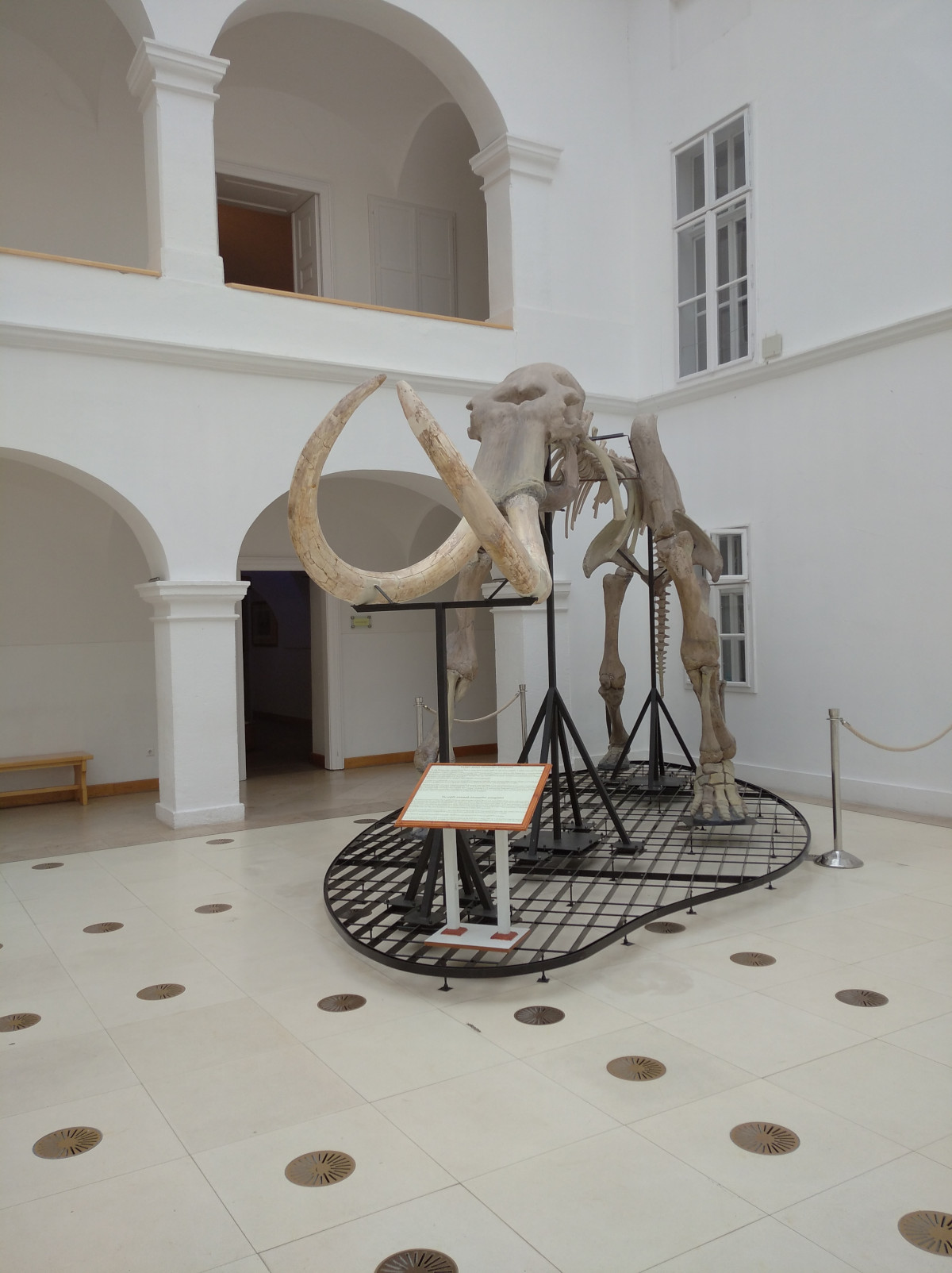 Az 1949-ben Mátraderecskén feltárt mamutcsontváz 1970 óta része a Mátra Múzeum állandó kiállításának (Fotó: Tábi Emőke / Lechner Tudásközpont)