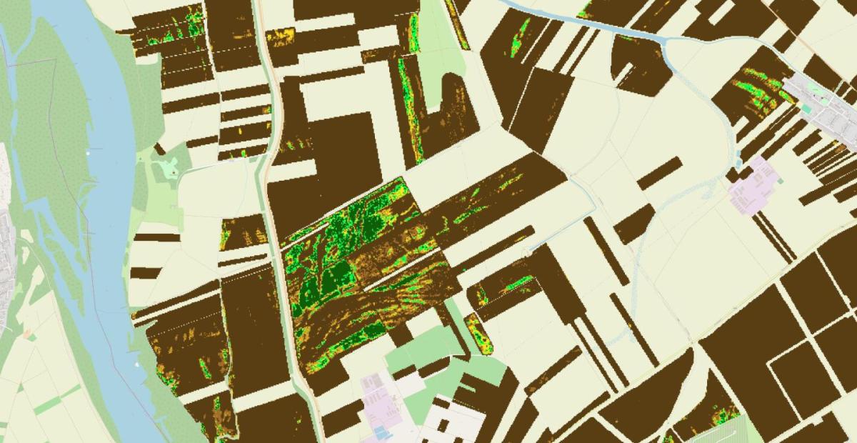 Egy Duna melléki terület őszi kalászos tábláinak állapota 2026 május végén készült Sentinel-2 űrfelvételek kiértékelése alapján