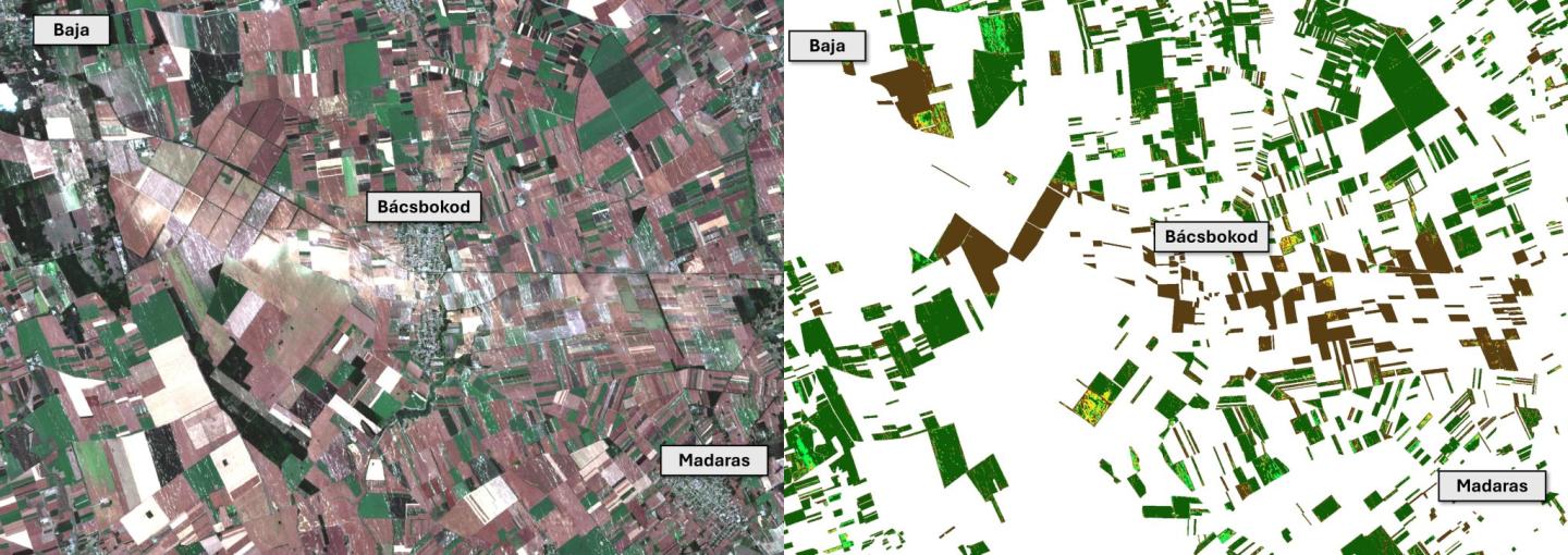 Baja-Bácsbokod térsége a 2026.06.22-i Sentienel-2 űrfelvételen és az űrfelvétel alapján előállított növényállapot térképen