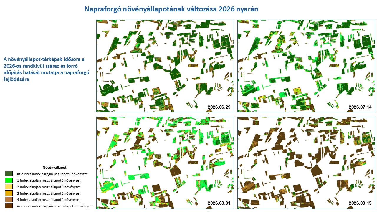A 2026-os szélsőséges időjárás hatásai a napraforgó növényállapotára